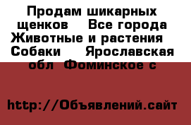 Продам шикарных щенков  - Все города Животные и растения » Собаки   . Ярославская обл.,Фоминское с.